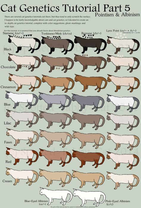 There are multiple cat genetics tutorials about, but they tend to only cover the basics (base colors, dilutions, tabby, white-spotting, pointism, & tortie/orange). In-de... Cat Genetics Tutorial, Cat Genetics, Albino Cat, Several Cat, Cat Anatomy, Cat Language, Warrior Cat Drawings, Warrior Cat Oc, Cat Oc