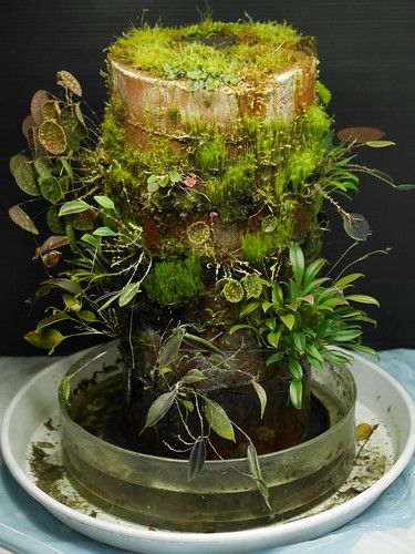 Carnivorous Plants Terrarium, Orchid Terrarium, Open Terrariums, Plante Carnivore, Bog Garden, Miniature Orchids, Beautiful Terrariums, Plant Fungus, Plant Projects