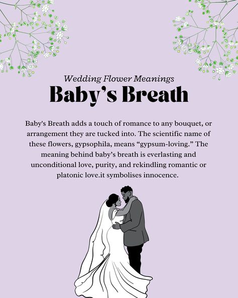 Babies Breath Bouquet, Flower Definitions, Baby Breath Bouquet, Wedding Meaning, Baby's Breath Wedding Flowers, Baby Breath Flower, Baby's Breath Bouquet, Baby's Breath Wedding, Gypsophila Wedding