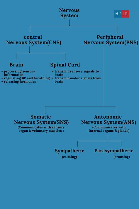 Central Nervous System Physiology, The Nervous System Diagram, The Nervous System Notes, Receptors Nervous System, Nervous Tissue Notes, Cns Nervous System, Cns Anatomy, Nervous System Notes Aesthetic, Central Nervous System Anatomy