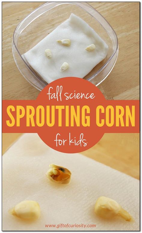 Easy fall science for kids: Sprouting Fresh Corn Kernels #GrowingCorn #FallScience #FallFun #ToddlerActivities Thanksgiving Activities For Toddlers, Fall Science Activities, Preschool Food, Thanksgiving Activities Preschool, Fall Science, Science For Toddlers, Theme Preschool, November Activities, Science Activity