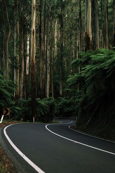 Tall Trees, Trees, Forest, Road, Tumblr, White, Black, Nature