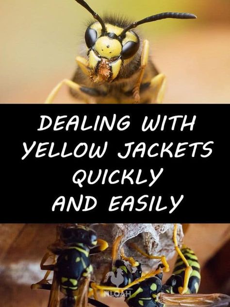 Dealing with Yellow Jackets Quickly and Easily • New Life On A Homestead | Homesteading Blog Yellow Jacket Bee, Yellow Jacket Trap, Yellow Jacket Wasp, Repellent Diy, Homesteading Tips, Cabbage Worms, Household Pests, Micro Nutrients, Bees And Wasps