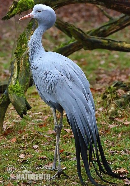 Blue Crane Drawing, Blue Crane Art, Blue Crane Bird, Sports Illustrations Design, South African Birds, Blue Crane, Wildlife Pictures, Fish Drawings, Herons