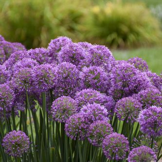 10 New Plants for Cut Flower Gardens | Proven Winners Serendipity Allium, Ornamental Onion, Proven Winners Perennials, Proven Winners Plants, Blue Foliage, Salvia Officinalis, Purple Plants, Border Plants, Proven Winners