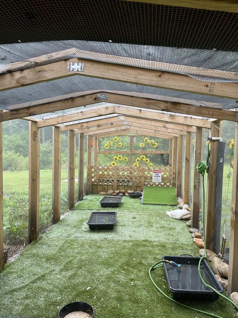 Small Farm Animal Pens, Pheasant Enclosures, Coldframe Greenhouse, Duck Enclosure Ideas, Quack Shack, Duck Things, Duck Enclosure, Quack Pack, Duck Ideas