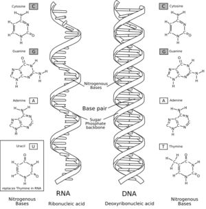 Structural differences between DNA and RNA. Click to enlarge. Dna Polymerase, Dna Replication, Dna Molecule, Map Activities, Nobel Prize Winners, Slow Aging, Nucleic Acid, Color Worksheets, Intelligent Design