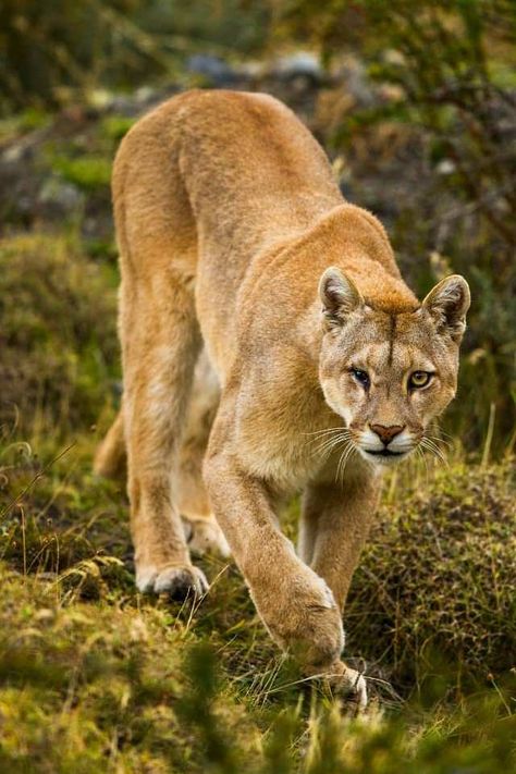 Puma (Puma concolor) / Image by pumapix (Sebastian Kennerknecht) from instagram Pumas Animal, Puma Animal, Power Animal, Mountain Lion, Big Cat, Leopards, Latin America, From Instagram, Big Cats