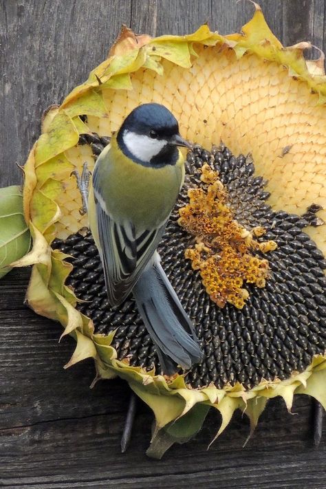 Bird Eating Dried Sunflower Seeds nature autumn bird fall sunflower wildlife seeds fall flowers Pretty Birds, Christmas Paintings, E Card, Bird Watching, Bird Feathers, Love Birds, Beautiful Creatures, Beautiful Birds, Bird Houses