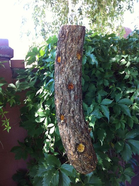 Make your own bark butter for birds to attract more birds to your yard. It's easy and less expensive than purchasing it from the store. Bark Butter For Birds Recipe, Bird Suet, Wild Birds Unlimited, Suet Cakes, Bird Treats, Peanut Butter Roll, What Is A Bird, Diy Bird Feeder, For The Birds