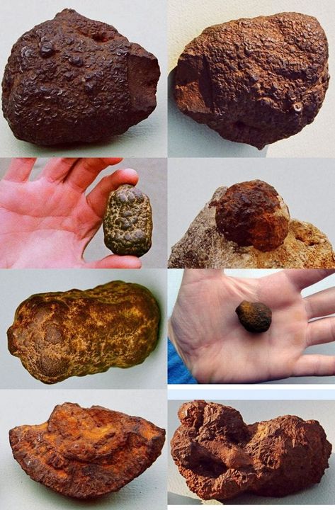 Iron-Oxide Concretions and Nodules | Some Meteorite Information | Washington University in St. Louis Fossils In Rocks, Ancient Artifacts Archaeology, Meteor Rocks, Gold Mining Equipment, Meteorite For Sale, Mineral Identification, Washington University In St Louis, Lunar Meteorite, Rock Identification