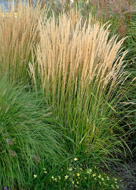 Privacy Planters, Tall Ornamental Grasses, Feather Reed Grass, Ornamental Grass, Grasses Landscaping, Planting Plan, Gravel Garden, Shade Flowers, Grasses Garden