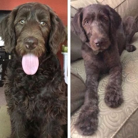 Short Labradoodle Haircut Ideas: 20 Before and After Photos! Short Hair Labradoodle, F1 Labradoodle Haircut, Chocolate Labradoodle Haircut Style, Labradoodle Short Haircut, Labradoodle Summer Cut, Labradoodle Grooming Haircuts, Minature Labradoodle, Labradoodle Grooming Style, Labradoodle Haircut Style