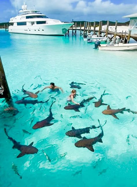 Will you join them? 🦈 📍Bahamas 📸Thiago.lopez #bahamas #bahamastravel #exuma Tiger Beach Bahamas, Atlantis Resort Bahamas, Bahamas Trip, Bahamas Travel, Bahamas Vacation, Nassau Bahamas, Destination Voyage, The Bahamas, Vacation Hotel