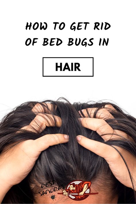 Can bed bugs get in your hair and how to get rid of bed bugs from your hair? There are various ways and products of getting rid of bed bugs from your hair. In this article, you can find out everything you need to know about bed bugs in hair. Read more about bed bugs infestation and learn how to remove bed bugs and bed bugs eggs from the hair. #bedbugs #getridofbedbugs #preventbedbugs #stopbedbugs Honey And Lemon Drink, Cleansing Herbs, Bug Bites Remedies, Get Rid Of Bed Bugs, Getting Rid Of Phlegm, Kill Bed Bugs, Rid Of Bed Bugs, Bed Bug Bites, Honey Benefits