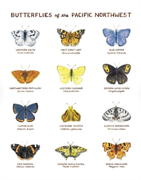 Butterflies Names, Animal Taxonomy, Butterfly Types, Pet Butterfly, Butterfly Identification, Butterfly Symbolism, Types Of Butterflies, Flora Fauna, Crochet Basics