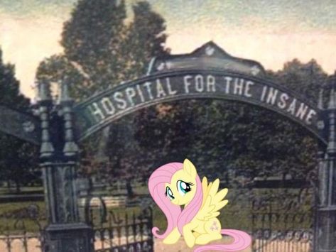 Meme Meme, Fluttershy, My Little Pony