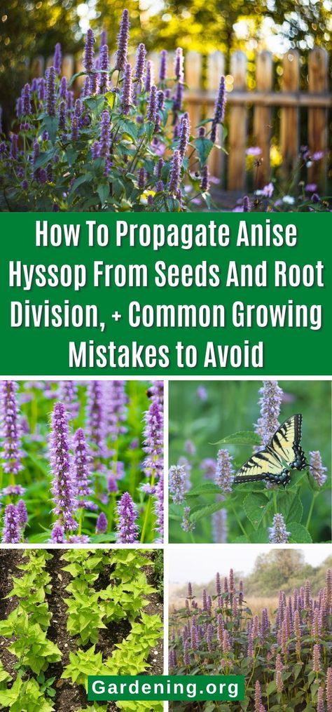 How To Propagate Anise Hyssop From Seeds And Root Division, + Common Growing Mistakes to Avoid Hyssop Plant, Anise Hyssop, Propagate Plants, Diy Compost, Perennial Border, Plant Diseases, Cottage Gardens, Houseplants Indoor, Pollinator Garden