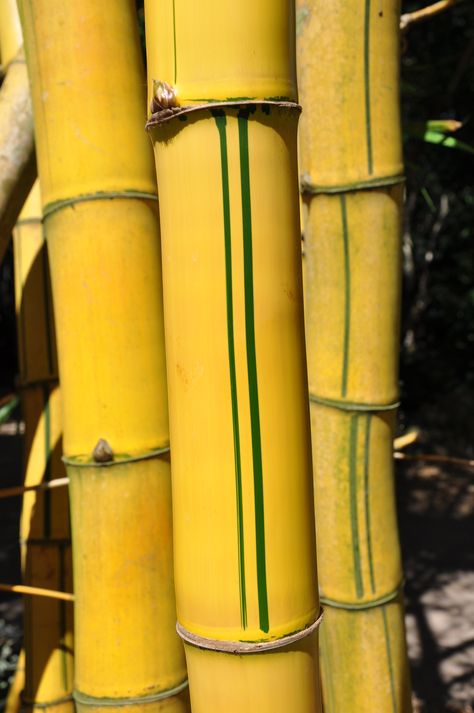 Bambusa vulgaris cv. Vittata | Bamboo Land Nursery QLD Australia Giant Bamboo, Yellow Bamboo, Painted Bamboo, Bamboo Box, Bamboo Tree, Bamboo Plants, Lemon Yellow, Green Stripes, Wooden Boxes