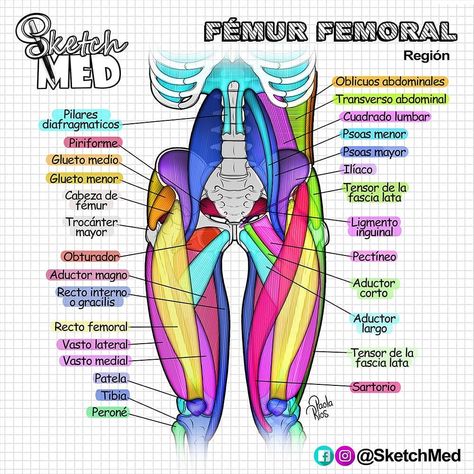 Sketch Med - Paola Rios en Instagram: “ANATOMÍA MIEMBRO INFERIOR (Muslo) 🦵🎨📑 ... Ayer publicamos en nuestra web los libritos que tenemos de regalo.🎁 En la Storie vamos a dejar…” Muscle Drawings Anatomy, Paola Rios, Physical Therapy School, Studying Medicine, Medicine Notes, Medicine Studies, Basic Anatomy And Physiology, Med School Motivation, Medical Student Study