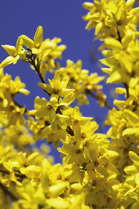 forsythia small shrubs Border Landscape, Oc Aesthetic, Small Shrubs, Garden Shrubs, Plant Tags, Attract Pollinators, Butterfly Bush, Blush Flowers, Flowering Shrubs