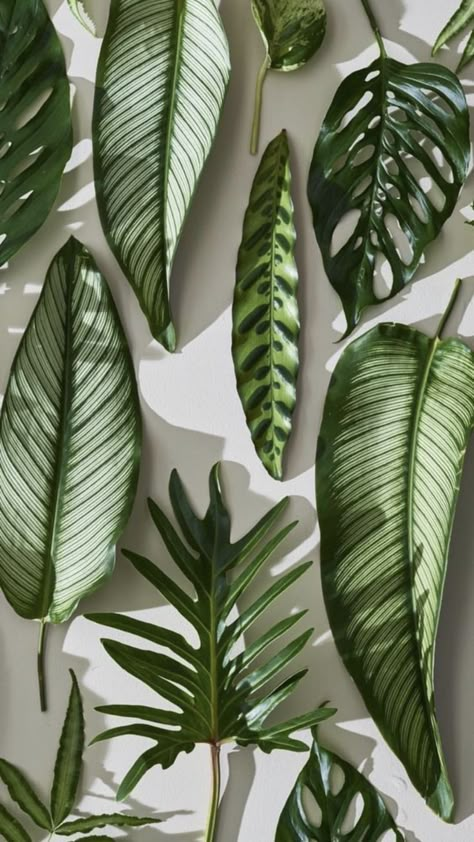 tropical leaves Wallpaper Plants, Plants Wallpaper, Holiday Swag, Tanaman Indoor, Iphone Arkaplanları, Trendy Plants, Plant Background, Christmas Aesthetic Wallpaper, Flowers Background