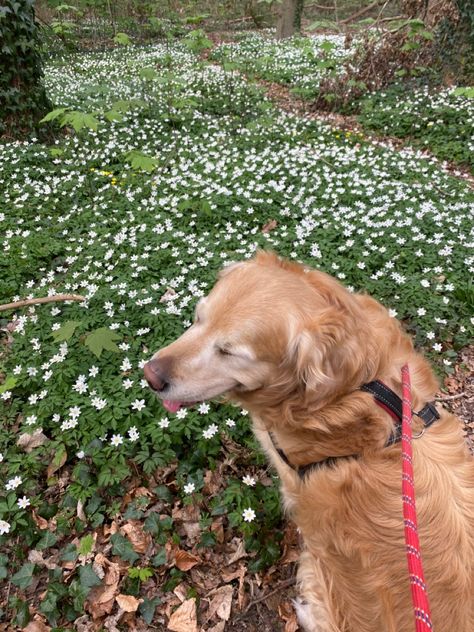 Dog Forest Aesthetic, Behind The Net Stephanie Archer Aesthetic, Dog Sitting Aesthetic, Walk The Dog Aesthetic, Behind The Net Stephanie Archer, Dog Walking Aesthetic, Old Money Dog, Cottagecore Dog, Stephanie Archer