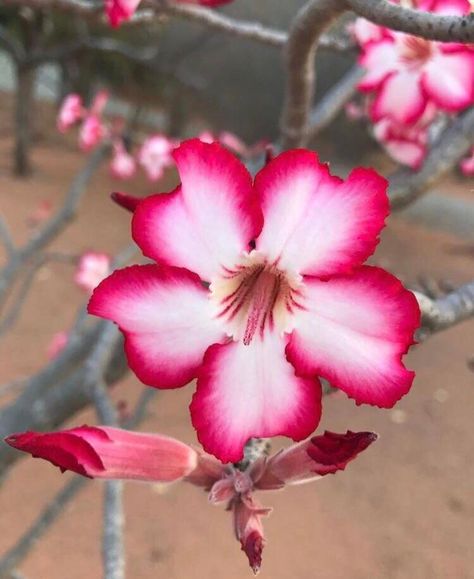 Dominican Flowers, Impala Lily, Flower Reference, Strange Flowers, Gcse Art Sketchbook, Kehinde Wiley, List Of Flowers, Garden Inspo, Side Design