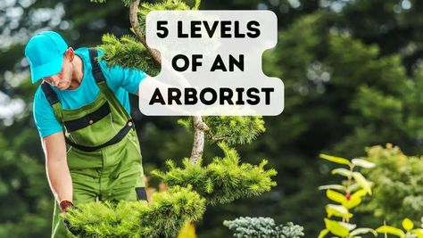 What Are The Levels Of An Arborist? 5 Levels Explained - Everything Arboriculture Arborist Gear, Trees