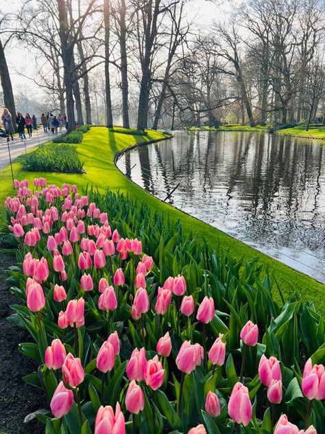 Keukenhof is the most beautiful and largest flower garden in Europe situated in Netherlands. Keukenhof is also known as ‘Garden of Europe’. Watch the full video in my Youtube channel Netherlands Keukenhof, Netherlands Landscape, Keukenhof Garden, Keukenhof Gardens, Brain Storm, Flowers Tulips, Streetwear Collection, Today Pictures, Tulip Fields