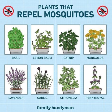 14 Plants That Repel Mosquitoes | Family Handyman Plants To Avoid Mosquitos, Mosquito Plants Repellant, How To Repel Mosquitos Outside, Misquote Repellent Potted Plants, Plants That Deter Mosquitos, Plants That Repel Mosquitos, Misquote Repellent, Mosquito Repellent For Yard, Mosquito Repellent Plants