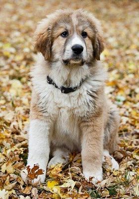 Shepnees Dogs, Great Pyrenees Puppy, Pyrenees Dog, Tips For Dogs, Livestock Guardian Dog, Great Pyrenees Dog, Sitting Outside, Dream Dog, My Puppy