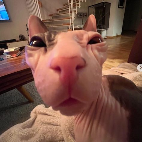 JAJJA Silly Hairless Cat, Ugly Hairless Cat, Hairless Cats Cute, Hairless Cats In Sweaters, Baby Hairless Cat, Fat Hairless Cat, Bald Cat, Ugly Cats, Hairless Animals