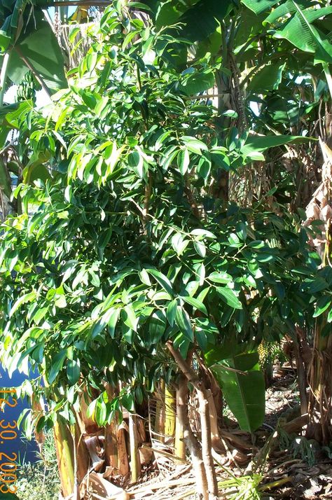 Cinnamon Tree Plants, Cinnamon Tree, Tree Pictures, Herb Garden In Kitchen, Tree Species, Aromatic Plant, Tropical Gardens, Beautiful Trees, Tree Images