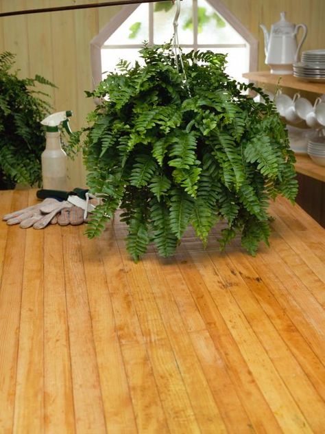 How to care for Ferns Winter Boston, Indoor Ferns, Potted Ferns, Ferns Care, Hanging Plants Diy, Boston Fern, Winter Plants, Fern Plant, Kew Gardens