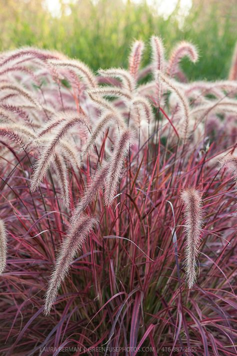 Fireworks Variegated Purple Fountain Grass (Pennisetum setacum rubrum Fireworks). This variety does not become invasive, as is sterile. Landscaping Shrubs, Full Sun Shrubs, Fountain Grass, Purple Plants, Grasses Landscaping, Grasses Garden, Have Inspiration, Native Garden, Ornamental Grasses