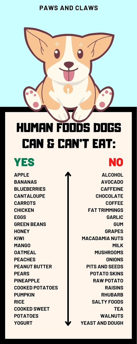 Human Foods that Dogs can and can't eat | Dog health | puppy | Dog training Things Dogs Cant Eat, Foods For Dogs, Foods Dogs Can Eat, Dog Bedroom, Pet Things, Puppy Mom, Dog Cafe, Toxic Foods, Dog Tips