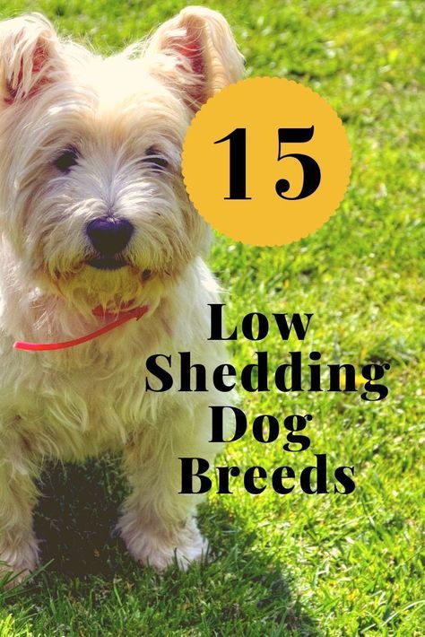 15 Low Shedding Dog Breeds Dogs That Don't Shed Best Dog Grooming Tools Tips to reduce shedding #DogShedding #LowSheddingDogs Low Shedding Dog Breeds, Low Shedding Dogs, Dog Breeds Chart, Dog Breeds That Dont Shed, Dog Grooming Tools, Dog Breeds List, Hypoallergenic Dogs, Dog Shedding, Dog Books