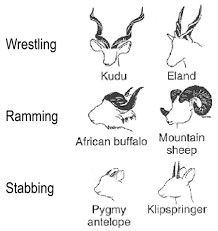 Horns Drawing References, African Buffalo, Ram Horns, Bull Horns, Cow Horns, A Hook, Drawing Practice, Art Tips, Drawing Tips