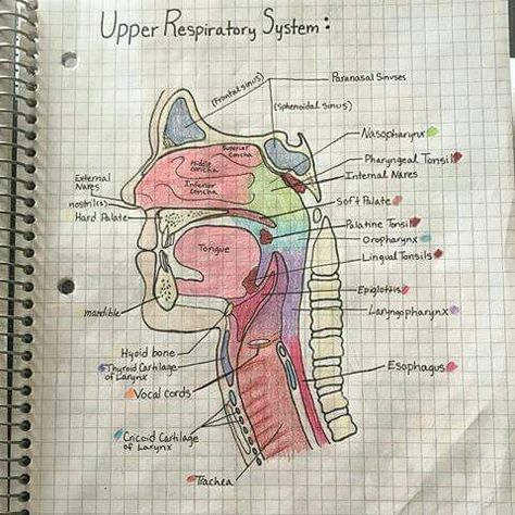 Upper respiratory system hand written notes medical Anatomy Medical Notes, Upper Respiratory System, Respiratory System Anatomy, Hand Written Notes, Medical Textbooks, Anatomy Medical, Medical Notes, Dentistry Student, Written Notes