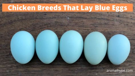 7 Chicken Breeds That Lay Blue Eggs - Animal Hype Easter Egger Chicken Eggs, White Chicken Breeds, Blue Chicken Eggs, Chicken Species, Barred Plymouth Rock Chickens, Barred Rock Chickens, Araucana Chickens, Chicken Egg Colors, Ameraucana Chicken