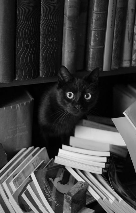 Cats and Books – Aspasía S. Bissas Black Cat Aesthetic, Koci Humor, A Black Cat, Madrid Barcelona, Cat Books, Marmaris, Cat Aesthetic, Book Shelf, Happy Weekend