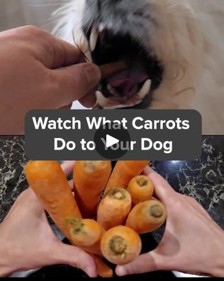 Health Secrets, Best Treats For Dogs, What Kind Of Dog, Dog Tips, People Food, Human Food, Dog Info, Chicken Livers, Everything About You