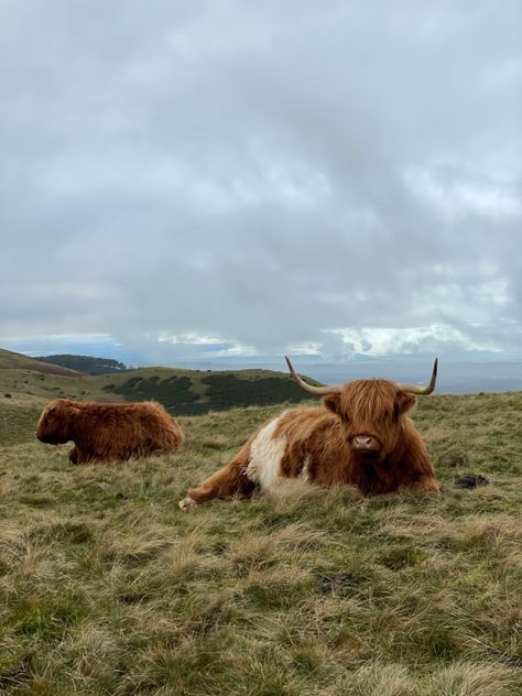 Highland Cow Scotland, Scottish Farm Aesthetic, Highland Cows Scotland, Scotland Farm Aesthetic, Cottage In Scotland, Highland Cow Farm, Scottish Countryside Aesthetic, Farmhouse Scotland, Scenery With Animals