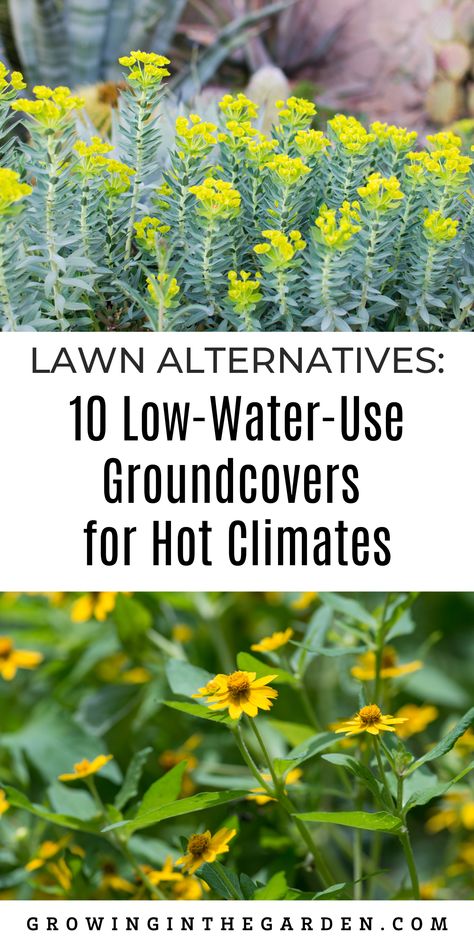 Apartment Bedroom Decor Cozy, Sustainable Living Garden, White Bedsheets, Chamomile Lawn, Replace Lawn, Grass Alternative, Arizona Gardening, Growing Rosemary, Lawn Alternatives