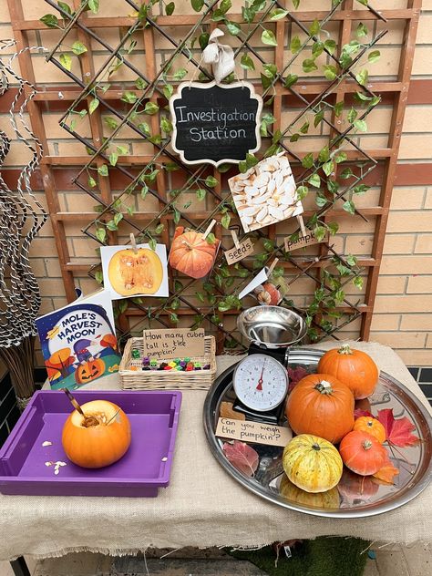 Autumn Outdoor Learning Eyfs, Pumpkin Provocations Preschool, Eyfs Science Area, Autumn Curiosity Approach, Eyfs Investigation Area, Pumpkin Soup Eyfs, Autumn Provocations, Eyfs Halloween, Autumn Eyfs Activities