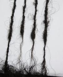 blacklocsdontcare: THINNING LOCS AT THE ROOT,MIDDLE AND THE END Sister Locks With Curly Ends, Temporary Sister Locs, Sistah Locs Styles, Crochet Sister Locks, Sister Locs With Loose Ends, Natural Sister Locs, Sista Locs Styles, Sister Locs With Color, Artificial Sister Locks