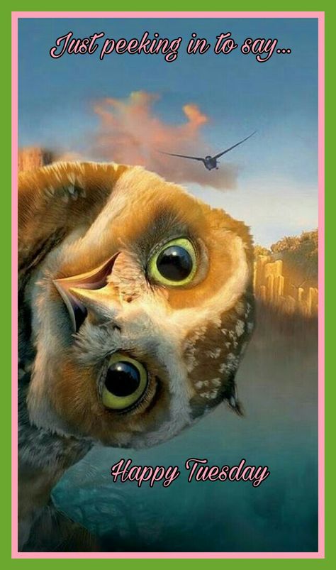 Happy Tuesday Funny Owls, Crochet Case, Owl Pictures, Beautiful Owl, Owl Bird, Lukisan Cat Air, Movies 2017, Owl Art, Pretty Birds