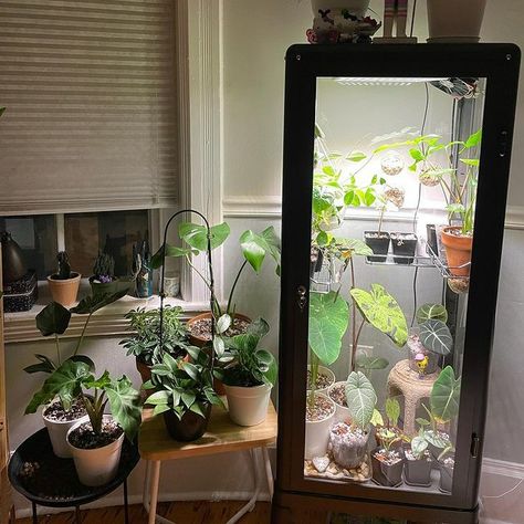 Indoor Greenhouse Cabinet Plant, Ikea Greenhouse Cabinet Vegetables, Ikea Plant Cabinet Greenhouse, Apartment Jungle, Indoor Greenhouse Cabinet Ikea, Plant For Living Room, Cabinet Greenhouse, Ikea Terrarium, Ikea Glass Cabinet