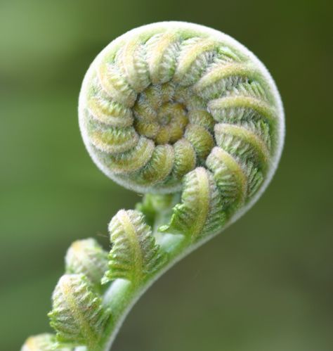 Etching Inspiration, Fractals In Nature, Fern Images, Spirals In Nature, Fiddlehead Ferns, Geometry In Nature, Organic Patterns, Fibonacci Spiral, Natural Structures